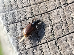 Agonum