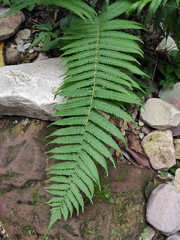 Christella parasitica