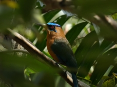 Momotus lessonii