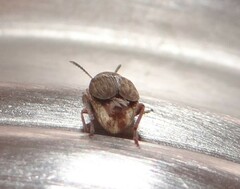 Acanthoscelides obtectus