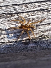 Araneae