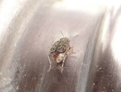 Acanthoscelides obtectus