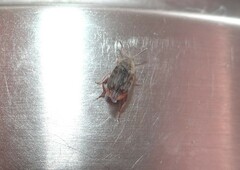 Acanthoscelides obtectus