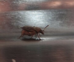 Acanthoscelides obtectus