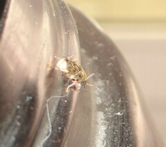 Acanthoscelides obtectus