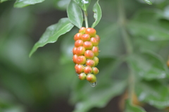 Citharexylum berlandieri