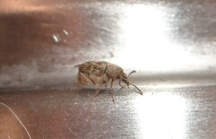 Acanthoscelides obtectus