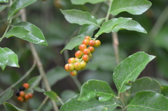 Citharexylum berlandieri