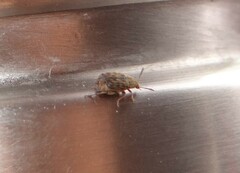 Acanthoscelides obtectus