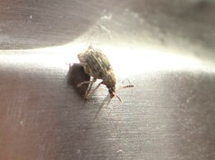 Acanthoscelides obtectus