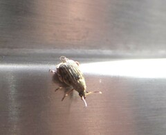 Acanthoscelides obtectus