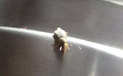 Acanthoscelides obtectus