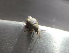 Acanthoscelides obtectus