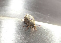 Acanthoscelides obtectus