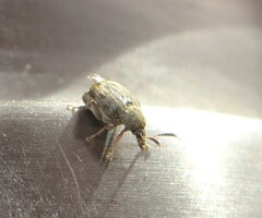 Acanthoscelides obtectus