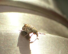 Acanthoscelides obtectus