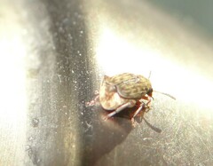 Acanthoscelides obtectus