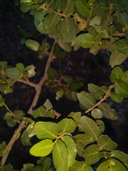 Mystroxylon aethiopicum