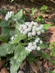 Ageratina altissima