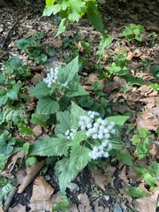 Ageratina altissima