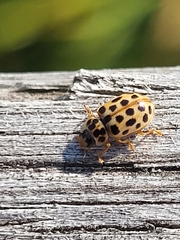 Anisosticta novemdecimpunctata