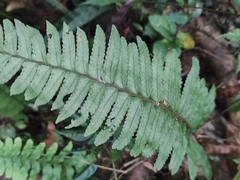 Microlepia marginata