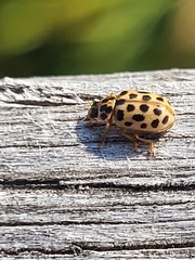 Anisosticta novemdecimpunctata