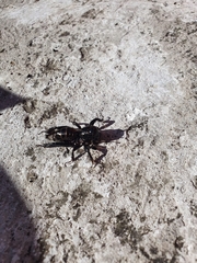 Stenopelmatus minor