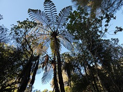 Cyathea medullaris