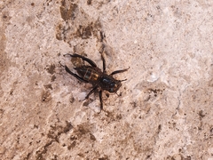 Stenopelmatus minor