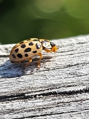 Anisosticta novemdecimpunctata