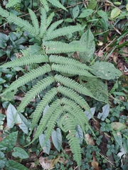 Pteris fauriei