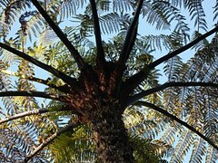 Cyathea medullaris