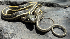 Thamnophis cyrtopsis cyrtopsis