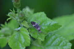 Hypselonotus punctiventris
