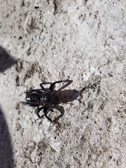 Stenopelmatus minor