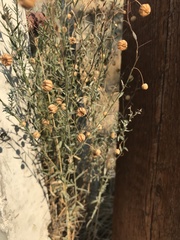 Linum lewisii