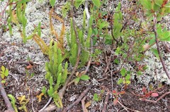 Lycopodium lagopus