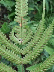 Pteris fauriei