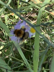 Melissodes dentiventris