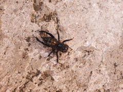 Stenopelmatus minor