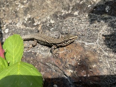 Podarcis muralis