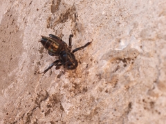 Stenopelmatus minor