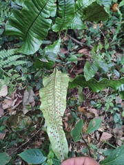 Neocheiropteris ovata