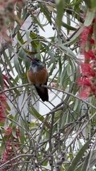 Amazilis amazilia