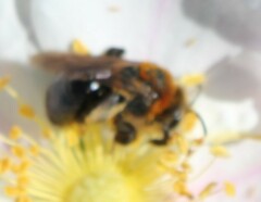 Andrena lupinorum