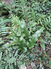 Neocheiropteris ovata