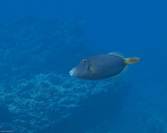 Cantherhines dumerilii