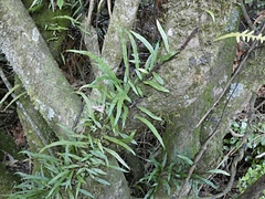 Microsorum scandens
