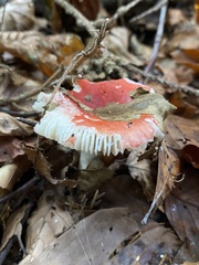 Russula
